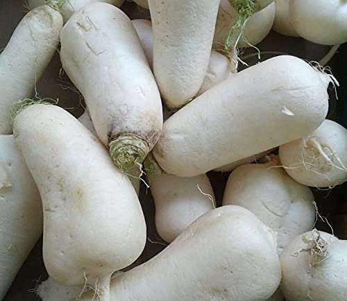 Lote de 500 Semillas de Nabo - Variedad Rústica, Tierna y Dulce - 100% Natural - Rico en Vitaminas - Garantía de Germinación - Semillas 100% Reproducibles