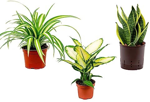 3 x Air Purifying Plants Spider Plant Chlorophytum, Snake Plant Sansevieria Laurentii, Dieffenbachia Dumb Cane Plant in 10-12 cm pots