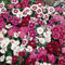 Portal Cool 42 Dianthus Gem Mixed Shades Garden Winter Spring Flower Bedding Plug Plants