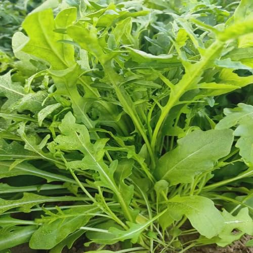 40 pcs rucola samen winterhart mehrjährig - gemüsesaat kräuterbeet kübelpflanzen winterhart mehrjährig,Eruca sativa, bonsai topf seeds büropflanzen gemüsesaat gemüsesamen pflanztopf