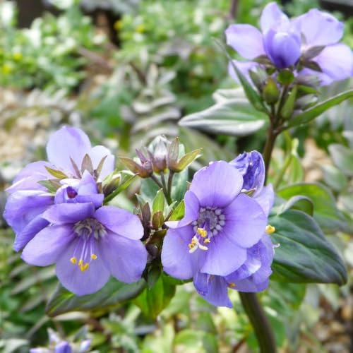 Polemonium yezoense 'Purple Rain' - Stunning Purple Rain Jacob's Ladder with Eye-Catching Purple Flowers, Ideal for Shady Borders - 1X or 2X 1 Litre Pots by Thompson and Morgan