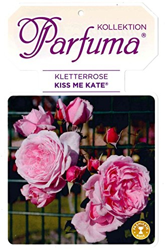 Kräftige Kletterrose 'Kiss me Kate'® im 7 L Topf gewachsen mit duftenden Blüten