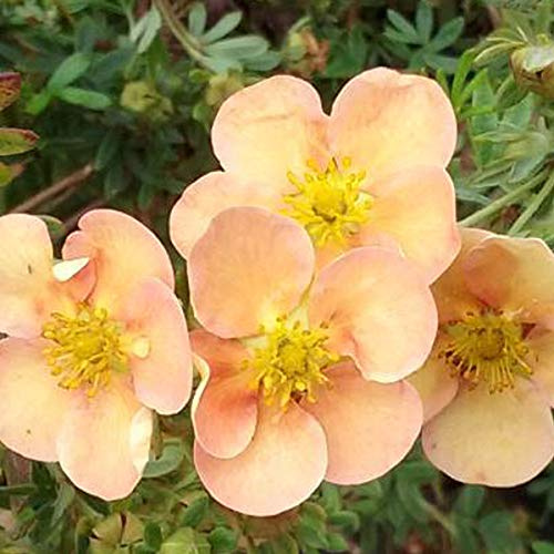 Fingerstrauch 'Daydawn' - Potentilla Fruticosa 'Daydawn' - 25-30 cm Topf - Zarte rosa Blüten