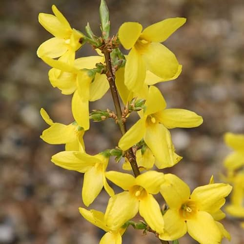 Forsythie 'Lynwood' - Forsythia intermedia 'Lynwood' 50-60 C - 50-60 cm Topf