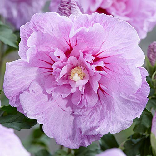 Hibiscus Syriacus Lavender Chiffon | Arbuste à fleurs pour jardin | 20-30cm (pot inclus)
