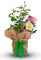 Fantastic 90 Rose Bush - Gift Wrapped with Bow for 90th Birthday - Gorgeous for Garden