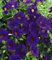 Calibrachoa Million Bells Mini Petunia Deep Blue Trailing Basket Plug Plants X 6