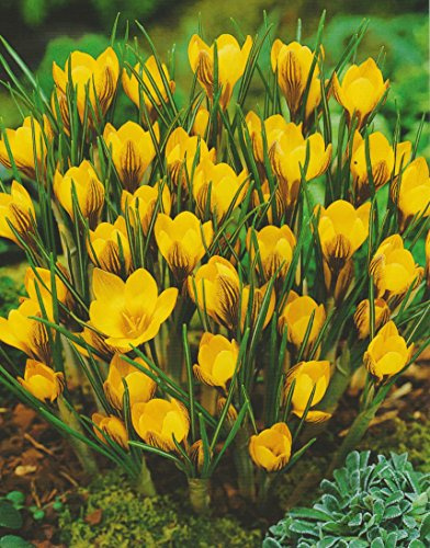 50 Botanische Krokusse Dorothy Blumenzwiebeln Crocus