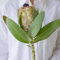 150 pcs Protea Pflanze Samen, seltene pflanzen, wohnzimmer deko Protea Seeds - Protea Pflanze - blumen balkon, garten geschenke für frauen winterharte blumen, geschenk garten wildblumen