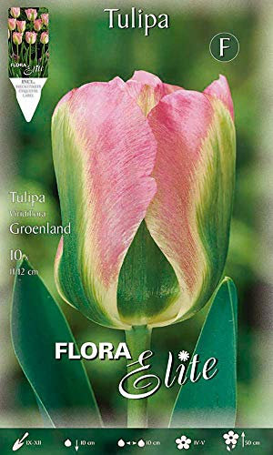 Flora Elite 224706 Viridiflora Tulpe Groenland (10 Stück) (Tulpenzwiebeln)