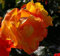Beetrose Soleil du Monde® - Rosa Soleil du Monde® - orange-gelb geflammt - Delbard-Rose -