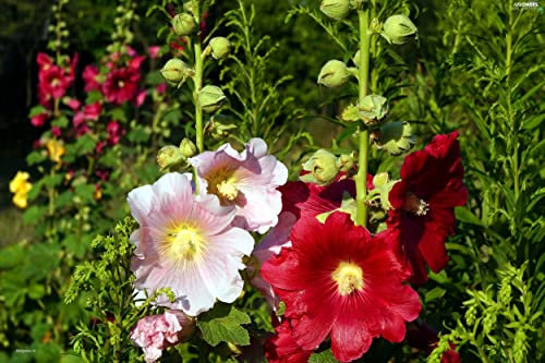 Hollyhock (alcea rosea) 3 x 9cm Pot