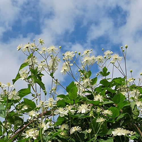 Clematis Winterhart Mehrjährig Blumenzwiebeln - Clematis Florida - Geschenk Garten Zwiebeln, Balkon Blumen Balkonpflanzen, Blumen Winterhart Zwiebeln Frisch, Deko Blumen Pflanzen - 5 Stück (Weiß)