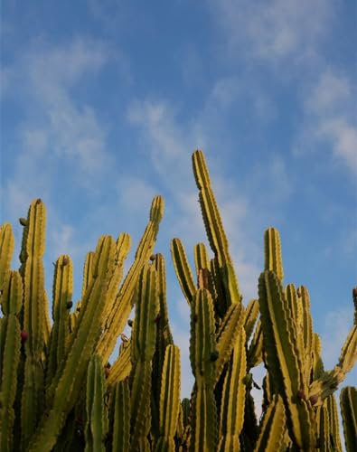 Erwachsenenpuzzle ab 14 Jahren, Kaktus, Himmel, grün 70x50cm