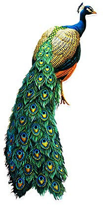 M435 Auto Aufkleber Vögel Pfau Wasserdicht Vinyl Aufkleber Auto Zubehör Pegatinas Para Coche DIY Auto Styling