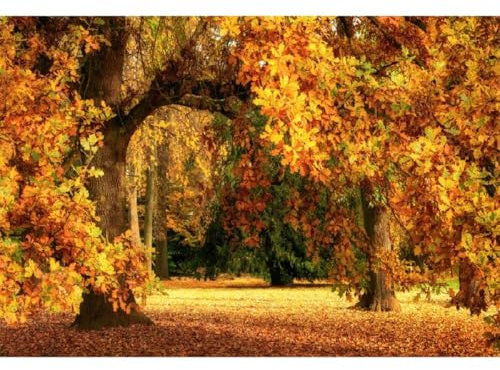 Xiaoterna 3x2m Fond de scène de forêt de Feuilles d'érable d'automne Arbres d'automne ensoleillés Toile de Fond Photographique forêt de feuillus d'automne Décoration de fête d'anniversaire