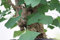 Ginkgo O Ginko Biloba Seed deciduo albero alto Adattabile gelo tollerante:Seeds Only