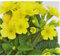 Primel veris, gelb, Echte Schlüsselblume, Primula veris - winterhart, im Topf 11 cm, in Gärtnerqualität von Blumen Eber - 11 cm