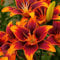 Lilienzwiebeln-Winterhart MehrjäHrig,Lilien Blumenzwiebeln,Lilie Zimmerpflanze,Lilien Zwiebeln,Lilien Pflanzen,Bonsai Pflanze,Schnittblumen-6zwiebeln-b