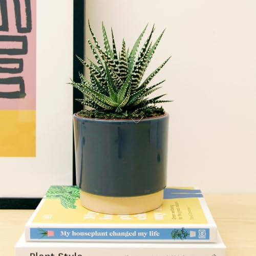 Carbeth Plants - 1 x Real Haworthia Fasciata Big Band Indoor Plant in 11cm Pot - Little Zebra Stripey Potted Live Succulent - Easy to Care for Houseplant for Home and Office