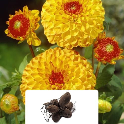 1 Dahlia Ball Sunny Boy – Vibrant Yellow Summer Blooms – Ideal for Cut Flowers & Perennial Gardens – Perfect for UK Climate Conditions