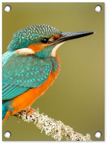MuchoWow Outdoor-Poster Poster Wanddeko draußen Deko Garten Gartenposter 30x40 cm Eisvogel - Tiere - Vogel