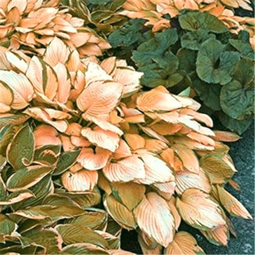 Hosta pflanze winterhart,funkien hosta winterhart,hosta knollen mix-4knollen-A