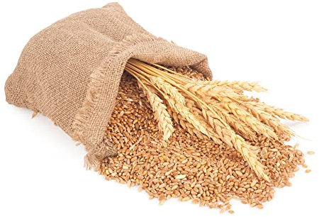 Semi di grano da piantare - Erba di grano Triticum aestivum - Regalo di semi Semi di ortaggi Semi salati Piante in vaso Letto rialzato per balcone Regali biologici Piante in vaso speci 100 Pezzi