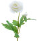 Kaemingk Seidenblume Ranunkel Blüte Kunstblume Weiß 57 cm
