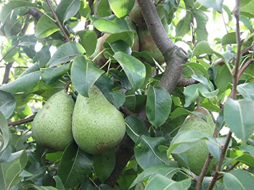 Baumschule Müller Birne 'Gräfin von Paris' ca. 150cm im 10 Liter Topf, Grau