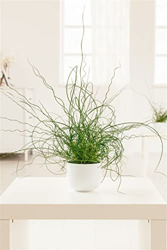 Juncus effusus 'Spiralis' ca. 9x9 cm Topf - Korkenzieherbinse, dekorative gedrehte Halme, ideal für Teichränder und Kübel, pflegeleicht, winterhart