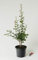 Echter Rotdorn - Crataegus laevigata Pauls Scarlet 60-100 cm hoch - Garten von Ehren