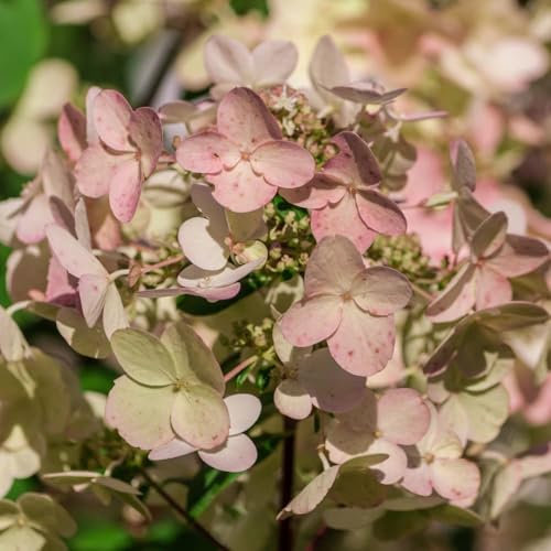 Hydrangea paniculata 'Wim's Red' – Hardy Deciduous Shrub, Spectacular Red Blooms, Sweetly Scented, Ideal for Borders, Long-Lasting Colour Changes- 2X 3.6 Litre Potted Plants by Thompson & Morgan