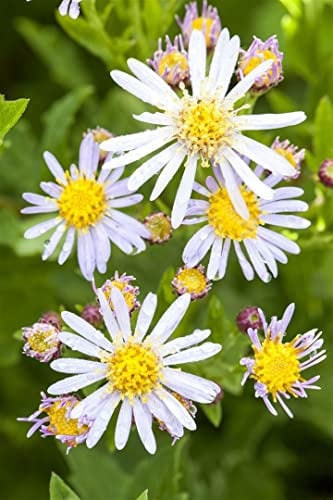 Aster ageratoides 'Asran' 9x9 cm Topf – Winterhart, Mehrjährig, Pflegeleicht – Herbstaster – Staude für Beet & Rabatte
