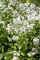 Hesperis matronalis 'Alba' ca. 9x9 cm Topf - Nachtviole, weiße Blüten, Blütezeit Mai-Juni, bienenfreundlich, ideal für naturnahe Gärten, pflegeleicht