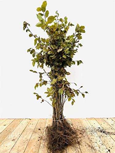 Carpinus betulus 40–60 cm – Winterhart, Mehrjährig, Pflegeleicht – Hainbuche – Heckenpflanze für Garten & Sichtschutz