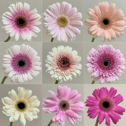 400 pcs,Gerbera Jamesonii, Schmetterlingsflieder Gerbera Samen Winterhart Plantura Winterfeste Pflanzen Für Balkon Blumen Deko Robuste Balkonpflanzen Winterhart Dekoration Wohnzimmer