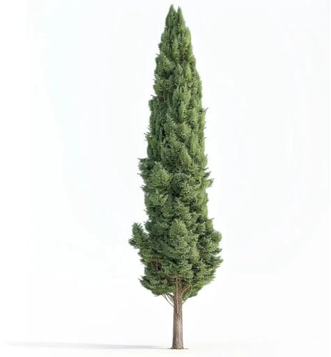50 Semi di Cipresso d'Italia (Cupressus sempervirens stricta) - SemiSelvaggio Permacultura
