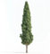50 Semi di Cipresso d'Italia (Cupressus sempervirens stricta) - SemiSelvaggio Permacultura