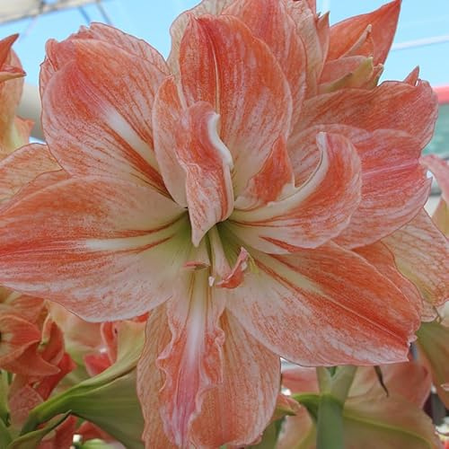 Amaryllis Lady Jane® | 1 Stück | Blumenzwiebel | Schnittblume | Topfpflanze | Geeignet für Kübel | Zimmerpflanze | Rot | Weiß | Zwiebelgröße 28/30 | Ritterstern