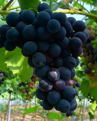 Muscadine-Traubenknollen, winterharte kernlose Trauben, natürlich winterharte Trauben, süße Trauben, Keltertrauben, Traubenwurzelfrüchte-4 Weinreben pflanzen-A