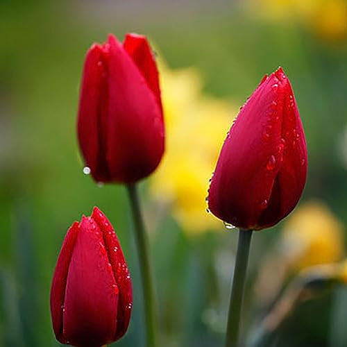 50 Unids Bulbos de Tulipán Semillas de Flores Jardín Patio Cultivo DIY Hogar Bonsai Planta Decoración Flor Fruta Árbol Vegetal Semillas Rojo Semillas de tulipán