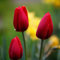 50 Unids Bulbos de Tulipán Semillas de Flores Jardín Patio Cultivo DIY Hogar Bonsai Planta Decoración Flor Fruta Árbol Vegetal Semillas Rojo Semillas de tulipán