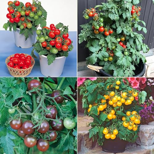 Heirloom-Tomatensamen-Multipack-Set – 4 Spezialsorten für den Heimanbau von Terrassentomaten in Töpfen