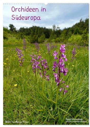 Orchideen in Südeuropa (Wandkalender 2026 DIN A2 hoch), CALVENDO Monatskalender (CALVENDO Natur)