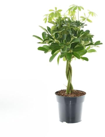 Schefflera Compacta 'Nora' – Zimmerpflanze – Ø17cm – 60cm – Kompakte Strahlenaralie – Pflegeleicht & luftreinigend – Für Zuhause & Büro