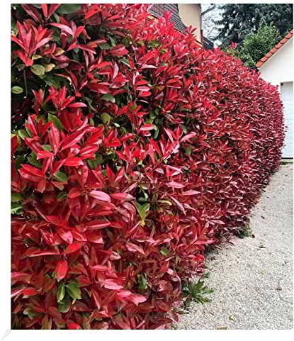 BALDUR Garten immergrün Photinia-Hecke 'Red Robin', 10 Pflanze Glanzmispel winterhart, blühend, Photinia fraseri 'Red Robin', Photinia fraseri, schnellwachsend