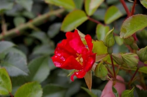 Rosa Sommerabend® - Bodendeckerrose - Kordes-Rose - ADR-Rose - Stückzahl 1