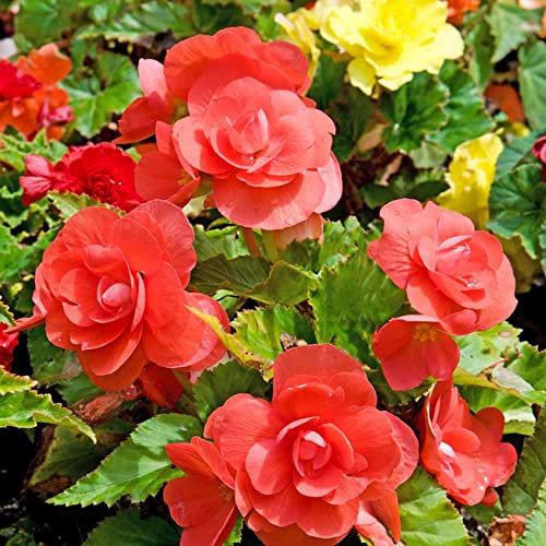 Semillas De Begonia - Hazte Con El Control De Tu Cultiva Tus Propias Flores, Planta Exterior Natural Semillas Flores Exterior Todo - 200 piezas