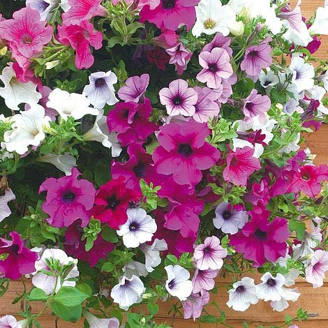 24x Surfinia Trailing Petunia Plants. Four Colours. Flowering tub & Hanging Basket Plug Plants. 6x4 Types.